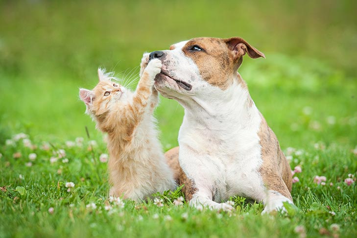 Dogs and Cats Together
