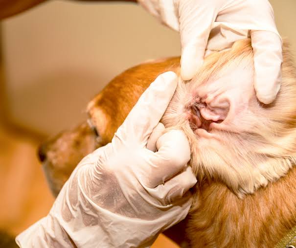 Dog Ear Cleaning