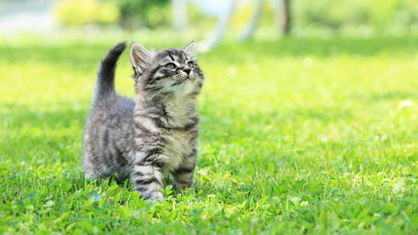 Kitten Health Checks