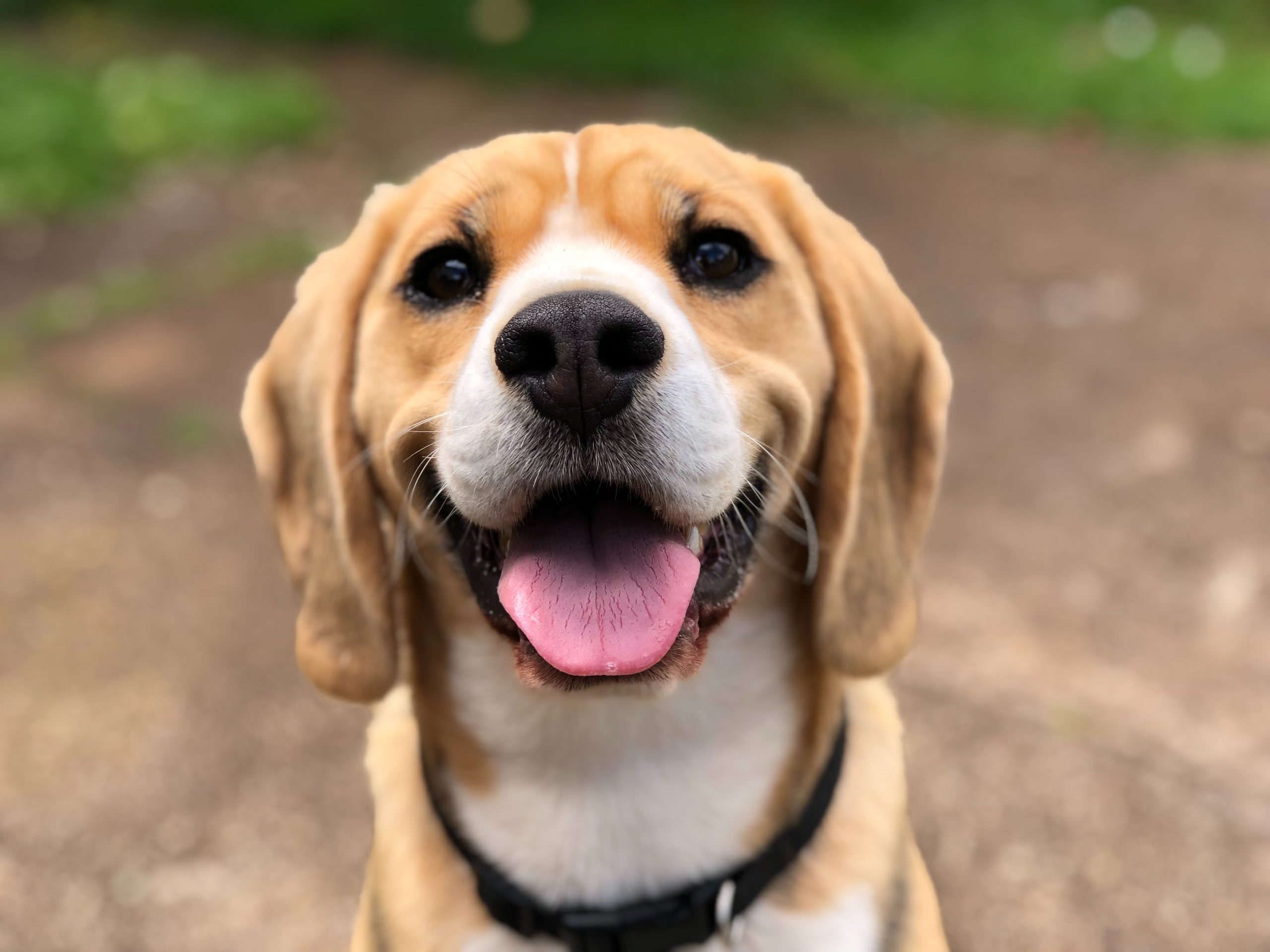 Adopting From the SPCA